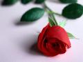 a special red rose